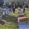 سرشماری 70 درصد از زنبورستانهای لاهیجان